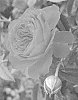 Rosa%20hybrida%20%27ALTcaptain%27