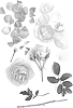 Rosa%20hybrid%20%27Poulpal075%27