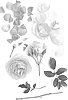 Rosa%20hybrid%20%27Poulpal075%27