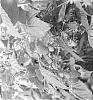 Rubus%20idaeus%20%27ABB%20118%27