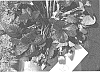 Fragaria%20xananassa%20Duchesne%20%27American%20Aroma%2010%27