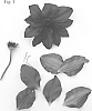 Clematis%20viticella%20%27Evipo102%27