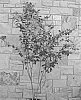 Lagerstroemia%20indica%20%27JM1%27