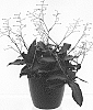 Murdannia%20loriformis%20%27PPIMUR004%27