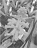 Lachenalia%20Jacq.%20f.%20ex%20murray%20%27Cherise%27