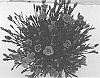 Dianthus%20sp.%20%27KLEDG17297%27