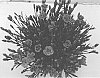 Dianthus%20sp.%20%27KLEDG17297%27