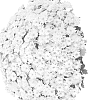 Chrysanthemum%20X%20morifolium%20%27Domsuditwhi%27