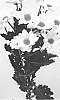 Chrysanthemum%20x%20morifolium%20%27DLFARIS1%27