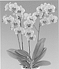 Phalaenopsis%20hybrida%20%27Fancy%20Freckles%27