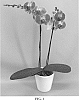 Phalaenopsis%20hybrid%20%27PHALGIQUEJ%27