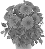 Dahlia%20variabilis%20%27Dodahhypnore%2019%27