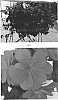 Pelargonium%20interspecific%20%27PEQZ0064%27
