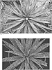 Manfreda%20x%20Agave%20hybrid%20%27Femme%20Fatale%27