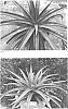 x%20Mangave%20hybrid%3B%20Manfreda%20times%20Agave%20%27Shadow%20Waltz%27