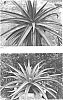 x%20Mangave%20hybrid%3B%20Manfreda%20times%20Agave%20%27Shadow%20Waltz%27