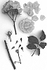 Rosa%20hybrid%20%27Poulpal069%27