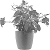 Mandevilla%20sanderi%20%27Inmanburg%27