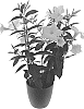 Mandevilla%20sanderi%20%27Inmanbepol%27