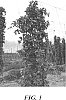 Humulus%20lupulus%20%27HBC%20586%27