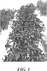 Humulus%20lupulus%20%27HBC%20353%27