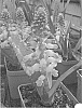 Lachenalia%20Jacq.%20f.%20ex%20Murray%20%27Josephine%27