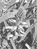 Lachenalia%20Jacq.%20f.%20ex%20Murray%20%27Aqua%20Lady%27