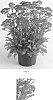 Achillea%20millefolium%20%27FLORACHRO1%27
