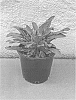 Leucanthemum%20x%20superbum%20%27Real%20Snowball%27