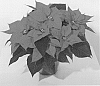 Euphorbia%20pulcherrima%20%27Realsplen%27