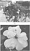 Pelargonium%20peltatum%20%27PEQZ0069%27