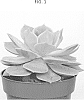 Pachyphytum%20caerulea%20x%20Echeveria%20lilacina%2C%20x%20Pachyveria%20spp.%20%27TSAECH1708%27