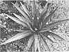 Agave%20times%20x%20Mangave%20hybrid%20%27Painted%20Desert%27