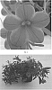 Calibrachoa%20hybrida%20%27CBRZ0015%27