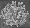 Lavandula%20stoechas%20pedunculata%20%27FW%20RADIANCE%27