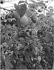 Rubus%20idaeus%20%27ABB%20123%27