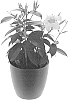 Mandevilla%20sanderi%20%27Inmanpijew%27
