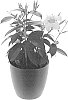 Mandevilla%20sanderi%20%27Inmanpijew%27