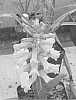 Lachenalia%20Jacq.%20f.%20ex%20Murray%20%27Riana%27