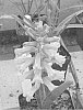 Lachenalia%20Jacq.%20f.%20ex%20Murray%20%27Riana%27