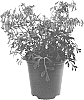 Corydalis%20flexuosa%20%27Porcelain%20Blue%27