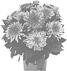Dahlia%20variabilis%20%27Dodahhypelpin%27
