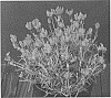 Lavandula%20stoechas%20pedunculata%20%27FW%20Spellbound%27