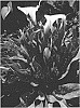 Calla%20Lily%20Plant%20Named%20%27A405%27