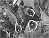 Calla%20Lily%20Plant%20Named%20%27Dubai%20Nights%27