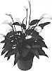 Calla%20Lily%20plant%20named%20%27Diva%20Alpina%27