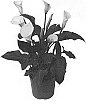 Calla%20lily%20plant%20named%20%27Diva%20Siberia%27