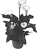 Calla%20Lily%20Plant%20Named%20%27Diva%20Bianca%27