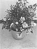 Rosa%20hybrida%20%27Zlepolthree%27