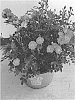Rosa%20hybrida%20%27Zlepolone%27